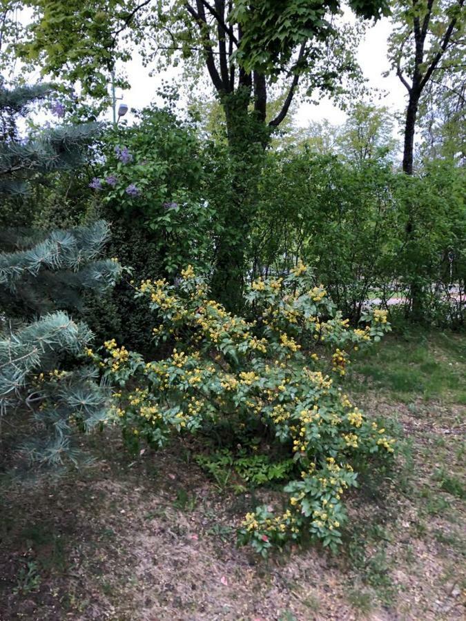 Vila Bohema Palanga - 4 Apartamentu Vila Kestucio G. 11酒店 外观 照片